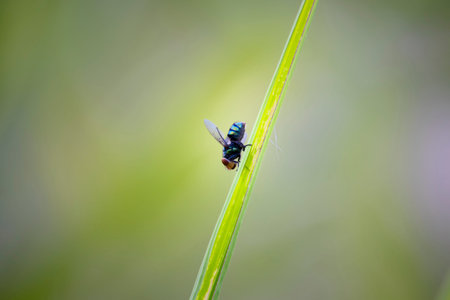 Macro pictures of flies And natural backgroundの写真素材