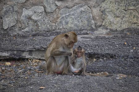 The scenery of the mother and the baby monkey on the background of the cliff in the big forestの写真素材