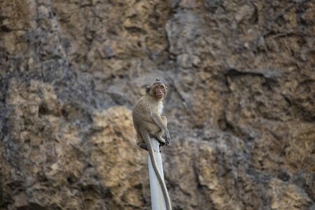 The scenery of the mother and the baby monkey on the background of the cliff in the big forestの写真素材