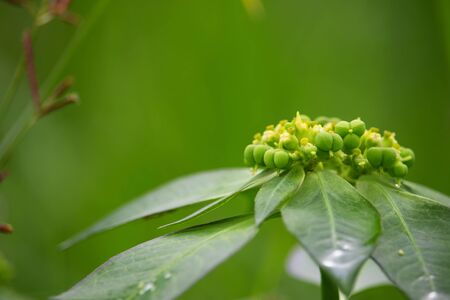 The scenery of flowers with dew after rain and the background of natural rice fields.の写真素材