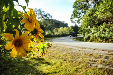 Flowers on the roadの写真素材