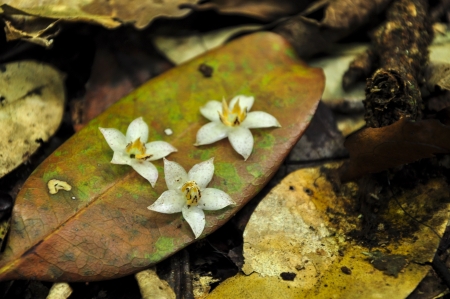 White floral の写真素材