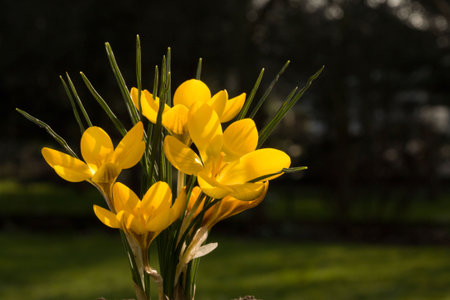 Yellow crocus in natural very late afternoon light.