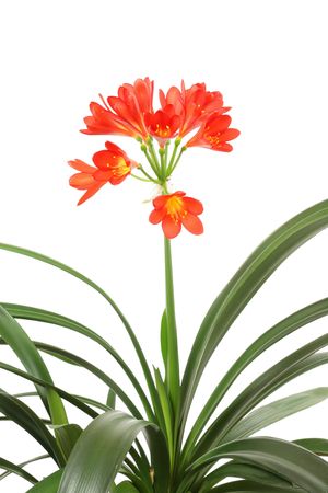 Red amaryllis on a white background.の写真素材