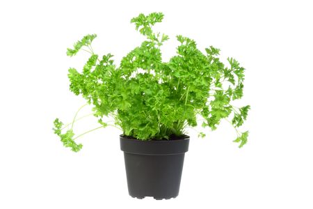 Flowerpot with parsley on a white background.の写真素材
