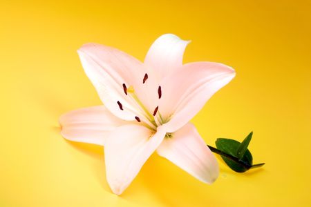 Lily on a yellow background.の写真素材