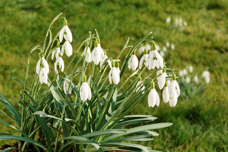 Snowdrops in the garden.