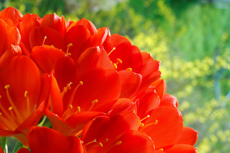 Red amaryllis at the window board.の写真素材