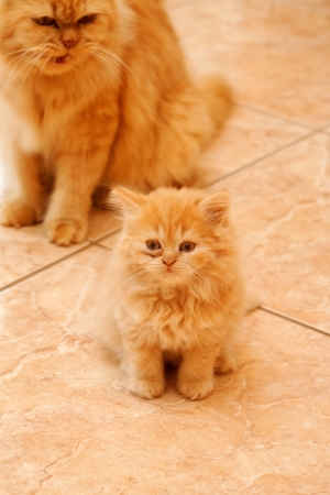 Cute persian kitten and a strict mother cat.の写真素材