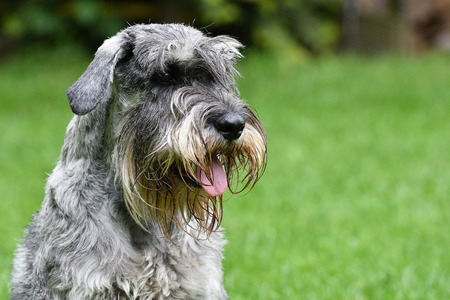 Fox terrierの写真素材