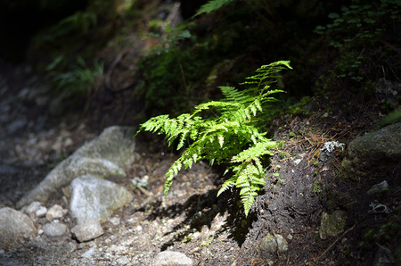 Fern (Polypodiophyta) with sun rayの写真素材