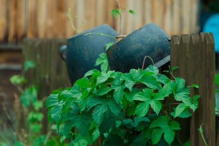 Old pot on wooden, lath fence with green climbing plantsの写真素材