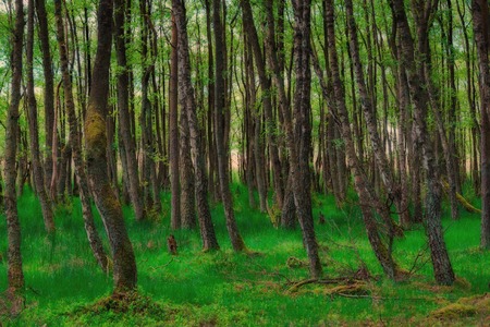 Birch forest in the summerの写真素材