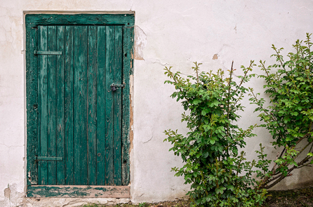 The old green door with dog rose and whitte wallの写真素材