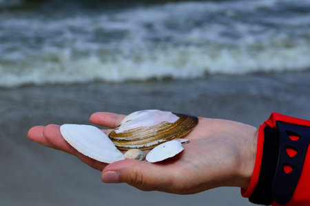 Shells on womans handの写真素材