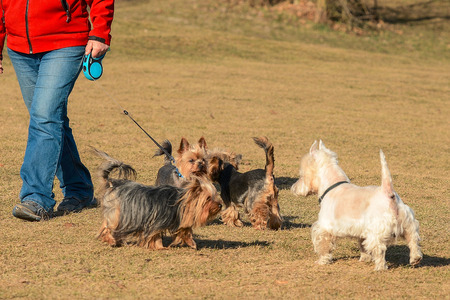 Woman is walking in the countryside with her dogsの写真素材