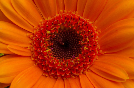 Blossom of Asterales, Asteraceaeの写真素材