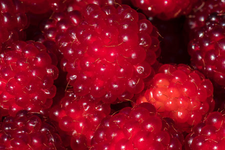 The group of rapsberry fruit