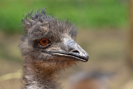 Head of Common ostrich in detail, Struthio camelus, CZの写真素材