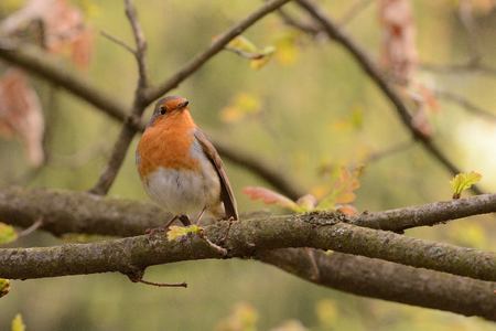 European robin who is sitting on the branch, Erithacus rubecula, CZの写真素材