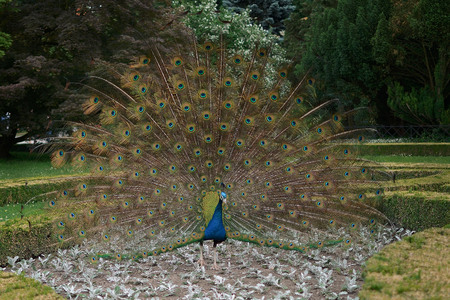 Peafowl who is showing his bautiful feather / Pavo cristatusの写真素材
