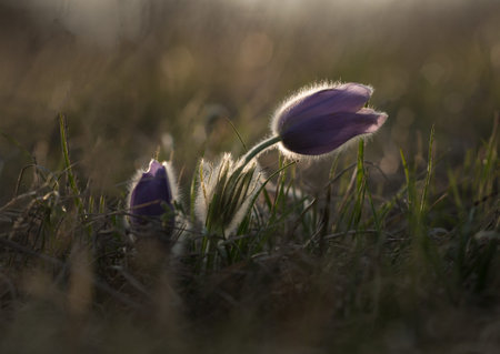 Greater pasque flower, Pulsatilla grandis