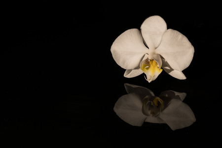 Orchid on the black backgroundの写真素材