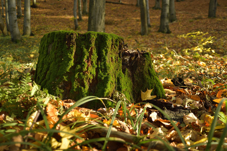 Very old stump covered by moss in the forestの写真素材