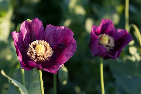Purple poppy in the bloom in detail on the field in the springの写真素材