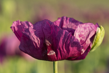 Purple poppy in the bloom in detail on the field in the springの写真素材