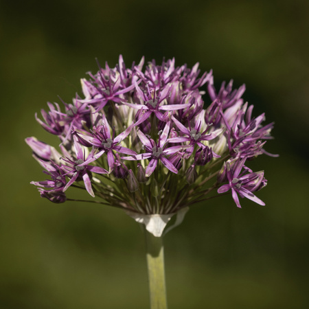 Blossom of garlic in detailの写真素材