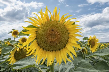 Detail of sunflower in bloom on the fieldの写真素材