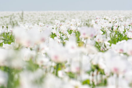 Field of white opium poppy, Papaver somniferumの写真素材
