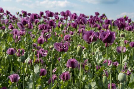 Purple poppy in the bloom on the field in the springの写真素材