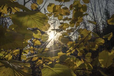 Sunset behind trees, branches and foliageの写真素材