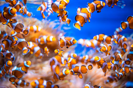 Clownfish group in the ocean with blue waterの写真素材