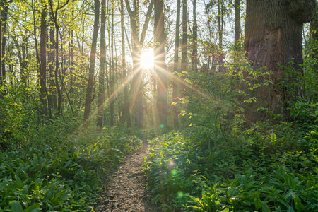 Sunset in the forest with sun rays and lens flare effect.