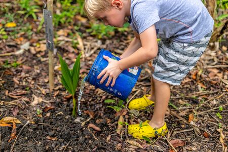 Boy on the organic farm watering a palm he just plantedのeditorial素材