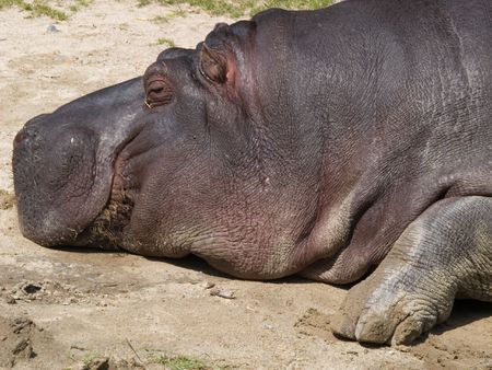 Close up of a hippo sunbathing on a sandy beachの写真素材