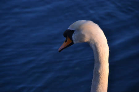 Swan neck on the waterの写真素材