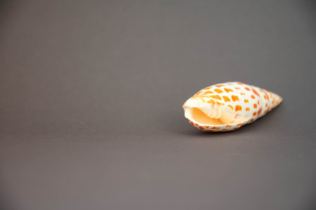 Sea shell on grey background. Art soft focus.