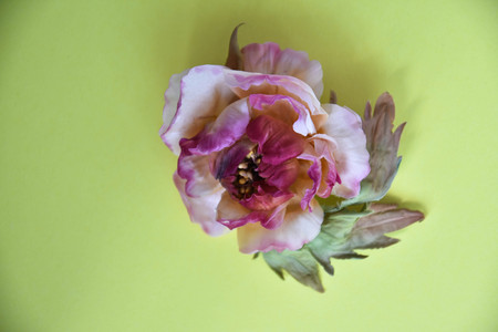peonies on a yellow backgroundの写真素材
