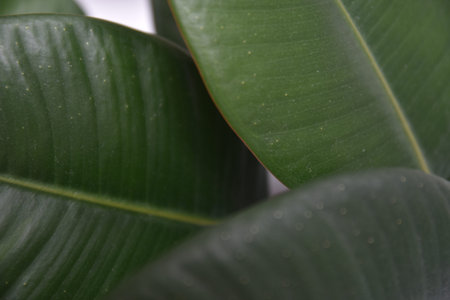 Green leaves on white background. Art soft focus.