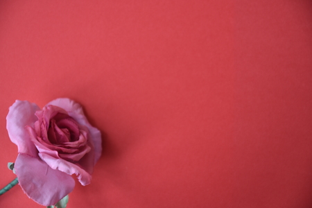 Pink rose on red background.の写真素材