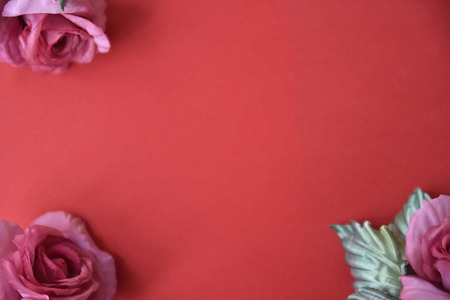 Pink rose on red background.の写真素材