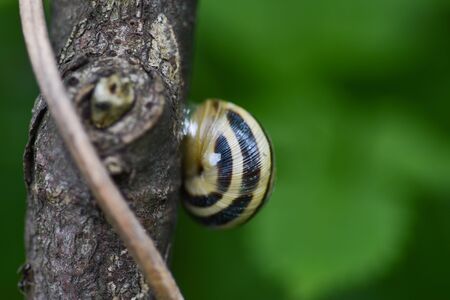 Snails gliding on the wet wooden textureの写真素材