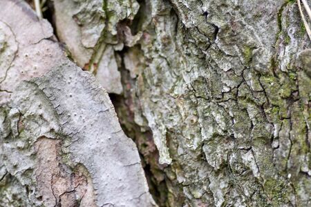 Nature wood bark pattern or texture. Old rough tree brown natural wooden abstract background.の写真素材