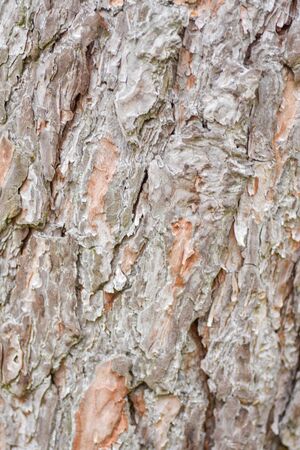 Nature wood bark pattern or texture. Old rough tree brown natural wooden abstract background.の写真素材