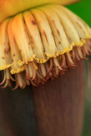 A close up of banana blossomの写真素材