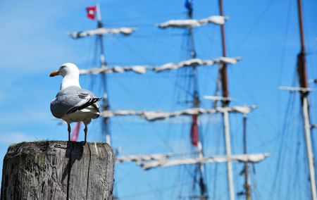 Gull by the seaの写真素材